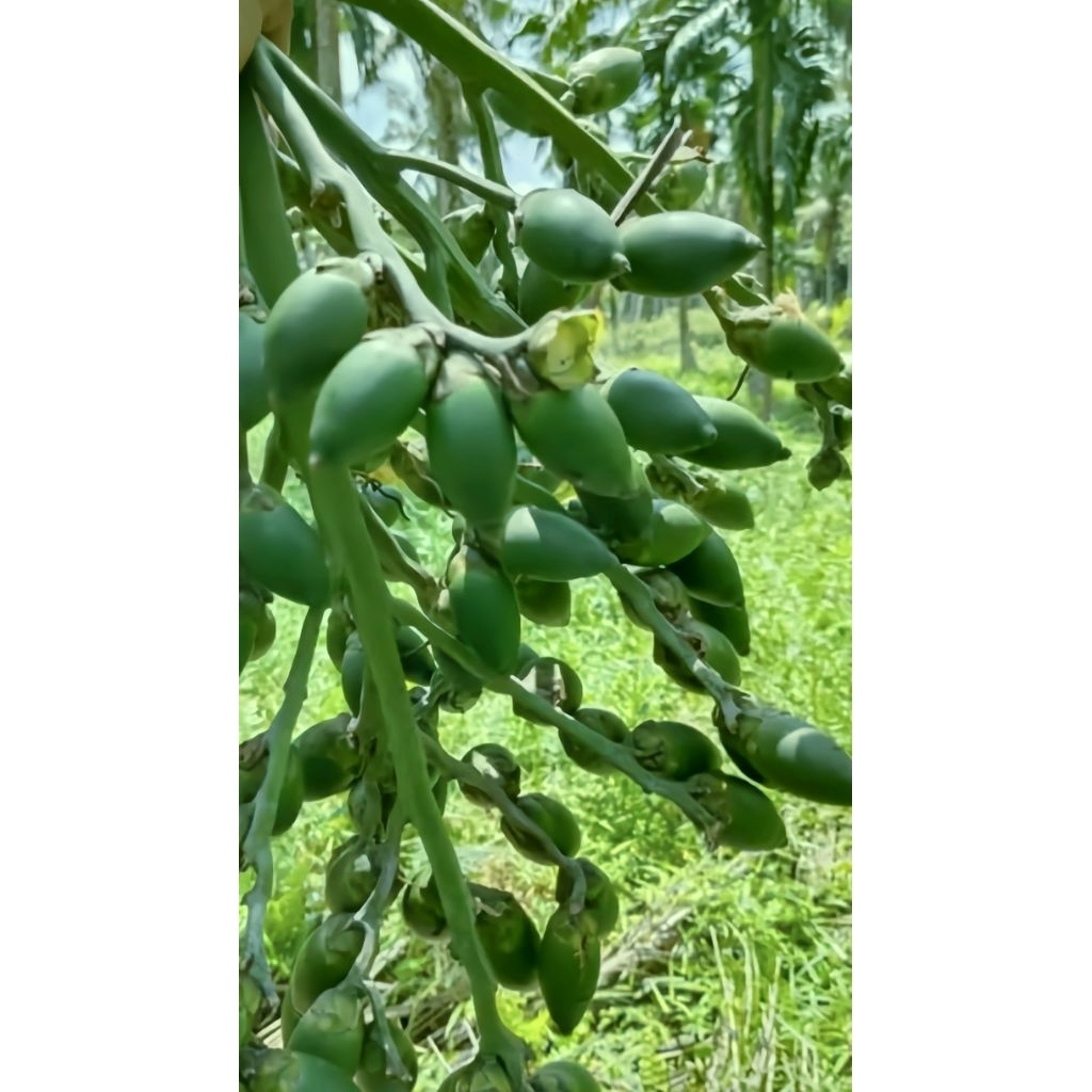

Pinang Muda/jambe muda untuk vitalitas pria