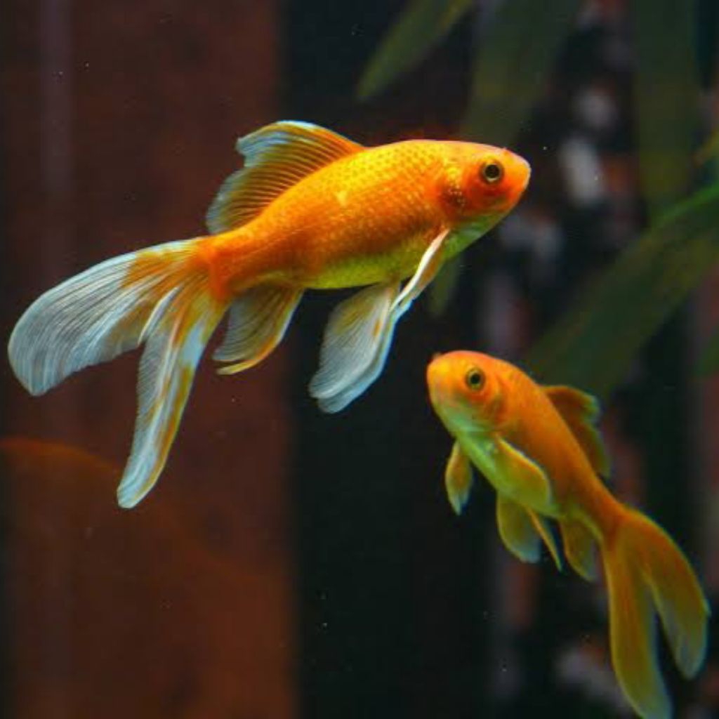 Pureblies_ Paket Isi 4 Komet Slayer Merah Putih Hiasan Dekorasi Aquarium Cantik