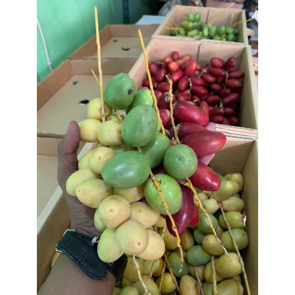 

KURMA MUDA BARKHE FRESH 1 DUS MURAH (Isi 5kg)/MERAH/KUNING/HIJAU Harga Sama