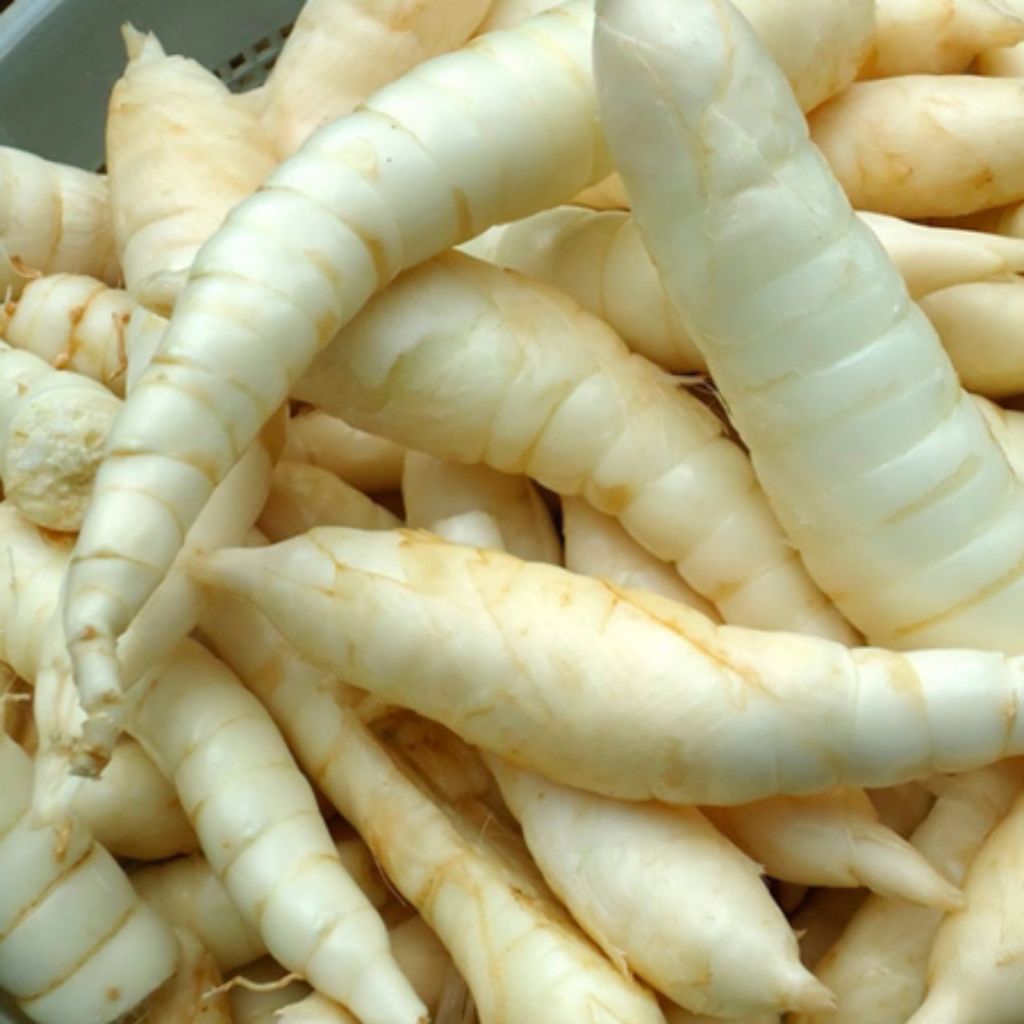 1kg Angkrik  / irut / umbi garut