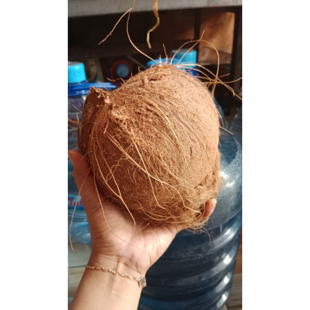 

Kelapa Tua Flores, NTT