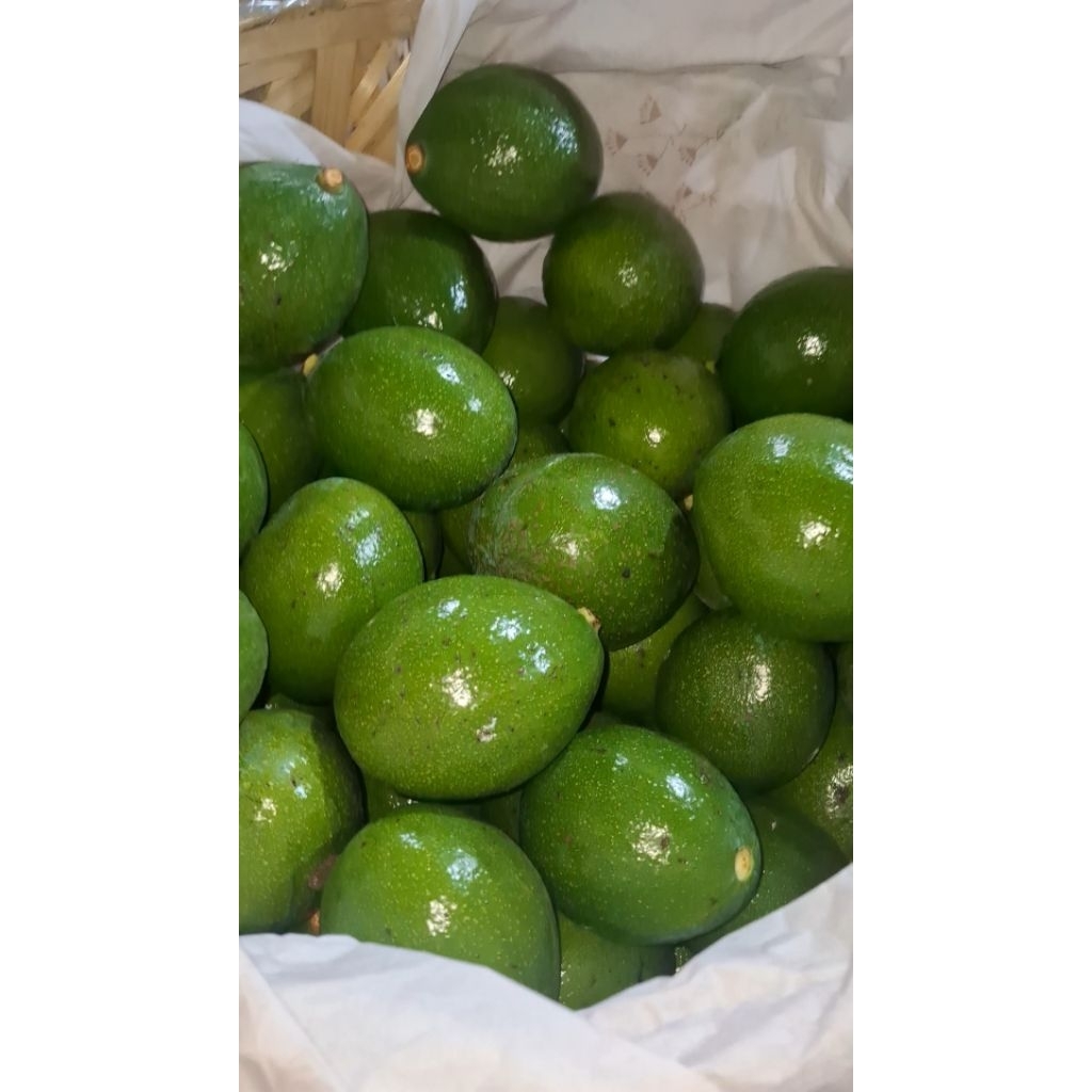 

Alpukat Mentega Super Jumbo | 1kg