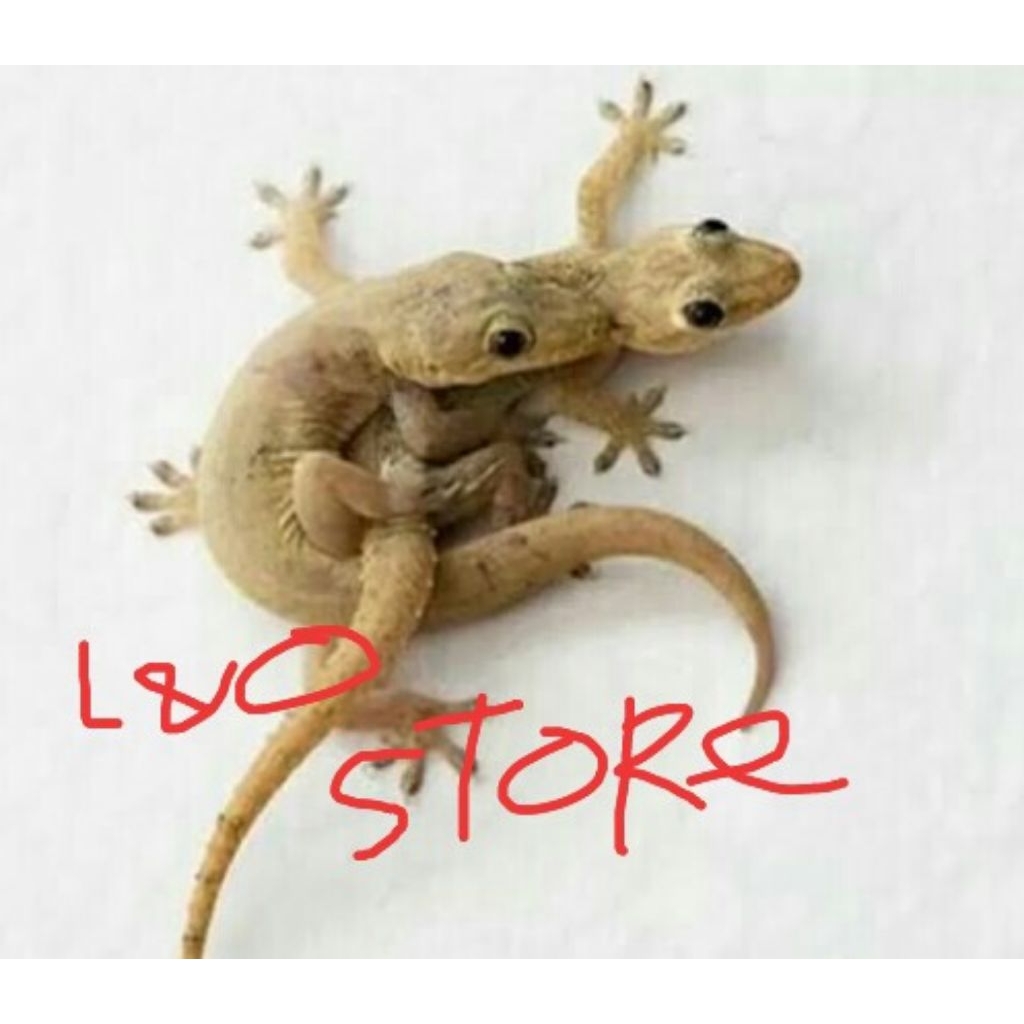 cicak pakan ikan reftil predator dll