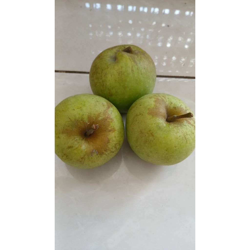 

APEL MANALAGI Batu Malang