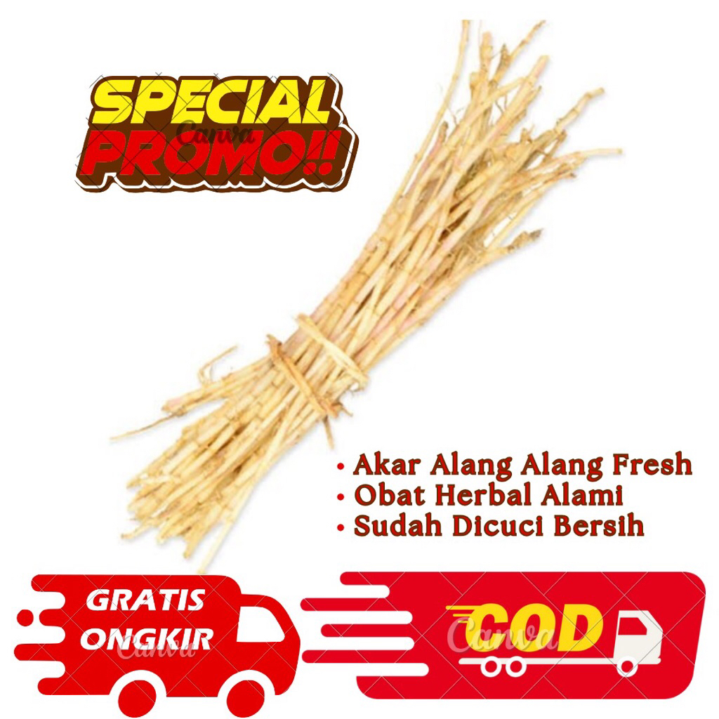 

Akar alang-alang segar 500gram/Akar alang-alang fresh premium