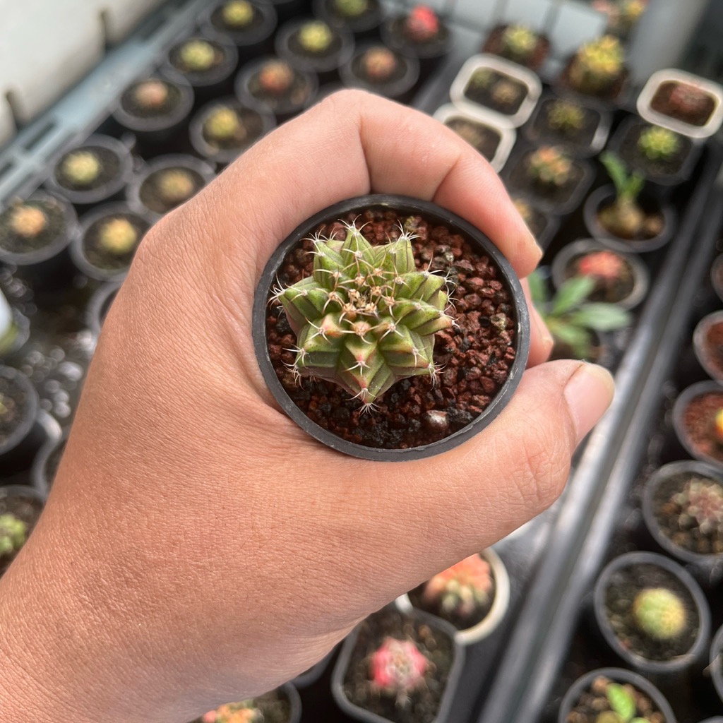 anakan kaktus gymno miha orange varigata