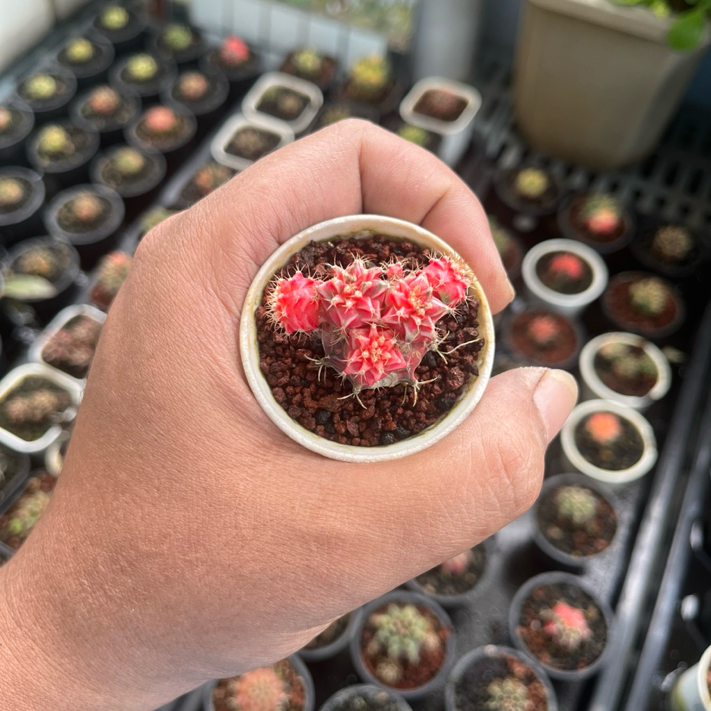 anakan kaktus gymno starfire cluster