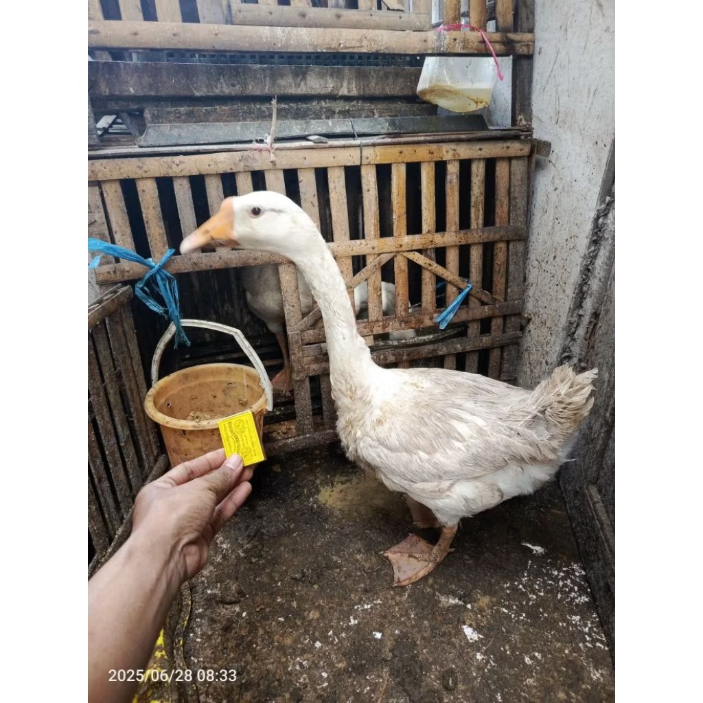 soang angsa bengala dewasa