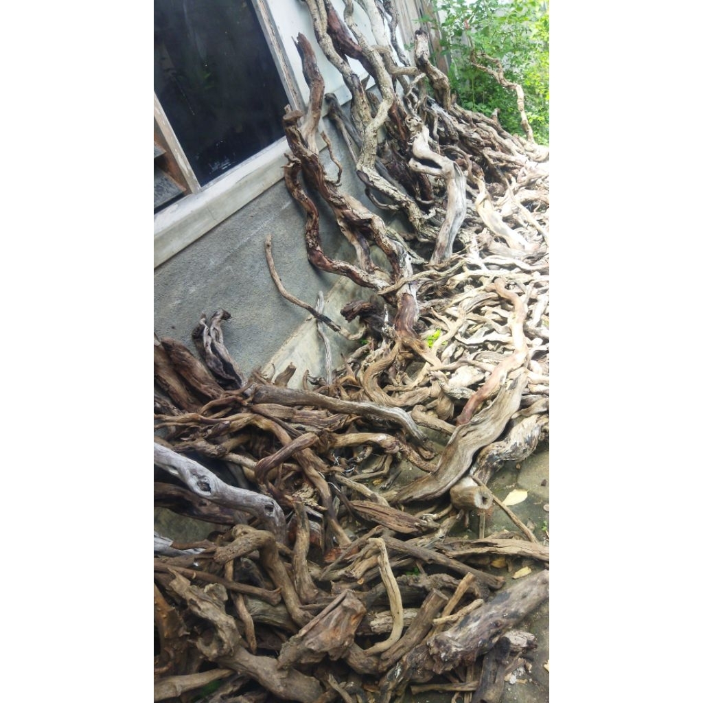 kayu santigi akar santigi 100% tenggelam