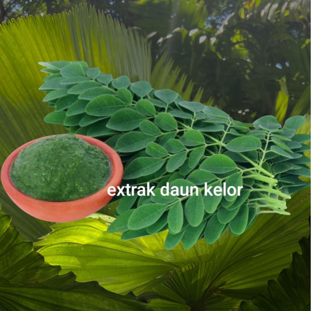 

serbuk daun kelor 100 % asli