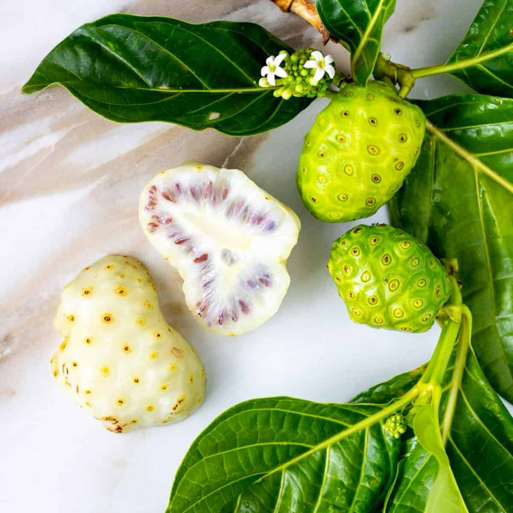 

Daun mengkudu Buah mengkudu segar herbal pace pacek