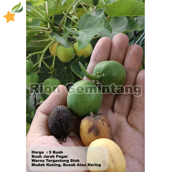 

Buah Jarak Pagar 5 Pcs Warna Hijau Kuning Hitam Tergantung Stok Untuk Obat Herbal Umpan Mancing