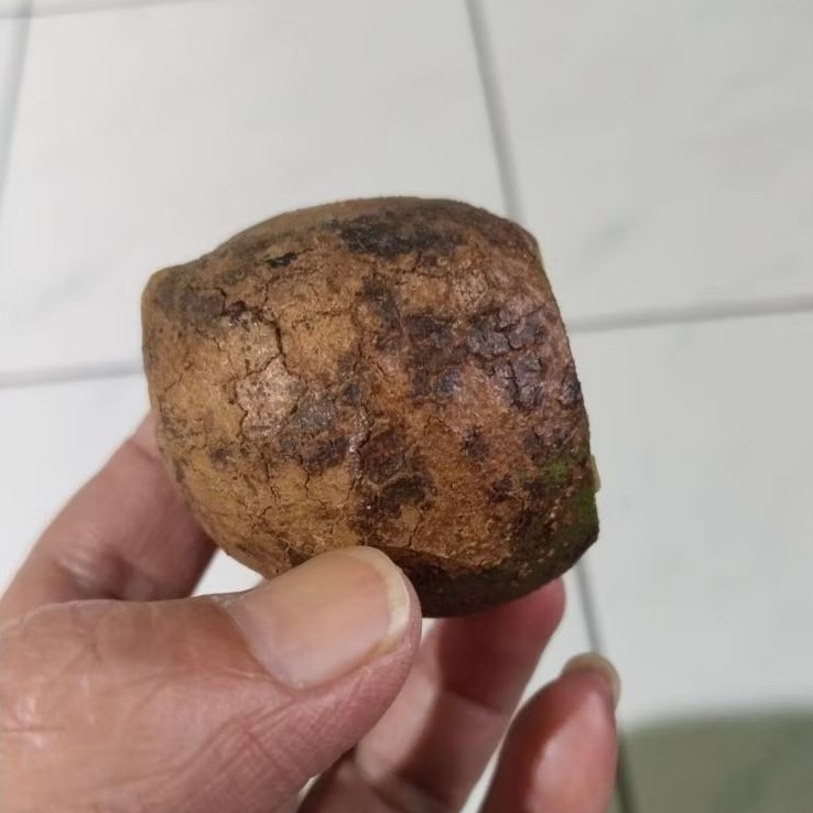 Kemiri Adu Muncang Adu Obral Yakob Yanti Kobra Cangklongan Full Tua