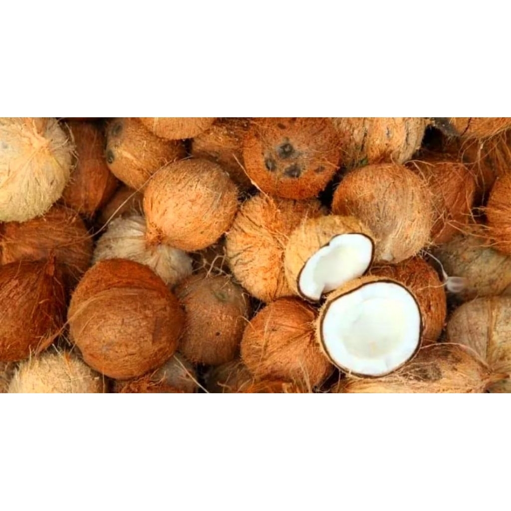 

buahkelapa