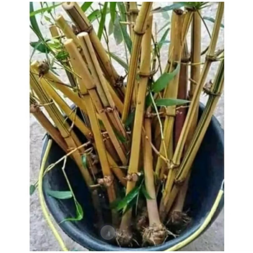 Bambu Kuning Bibit Stek Bambu Kuning Bambu Ampel