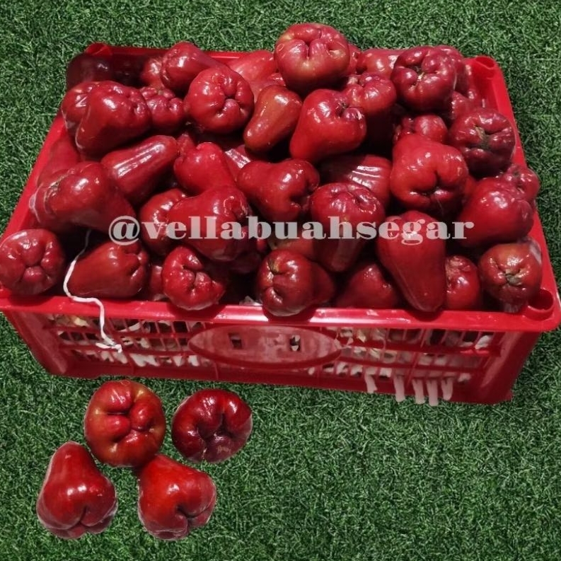 

[KIRIM INSTAN/SAMEDAY] HADIR KEMBALI!! LOKAL Jambu Citra 1kg Manis