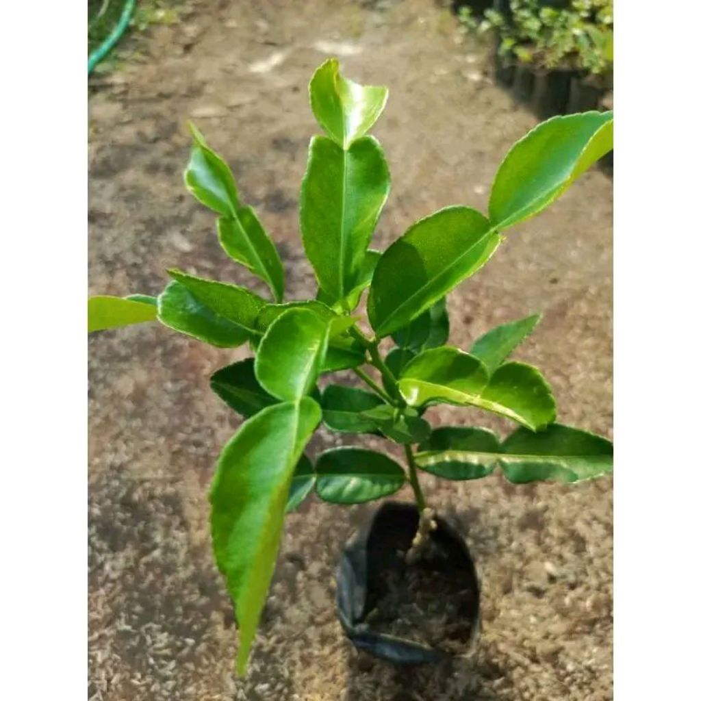 Tanaman Bibit Pohon Jeruk Purut / Pohon Jeruk Purut