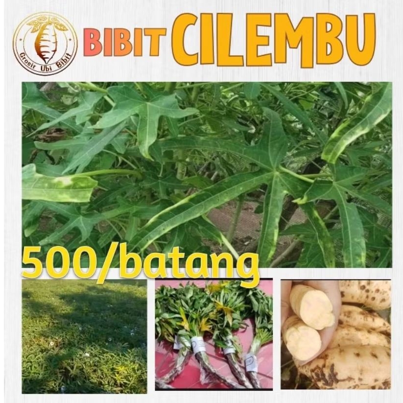 

10 Batang Bibit/batang Ubi Cilembu