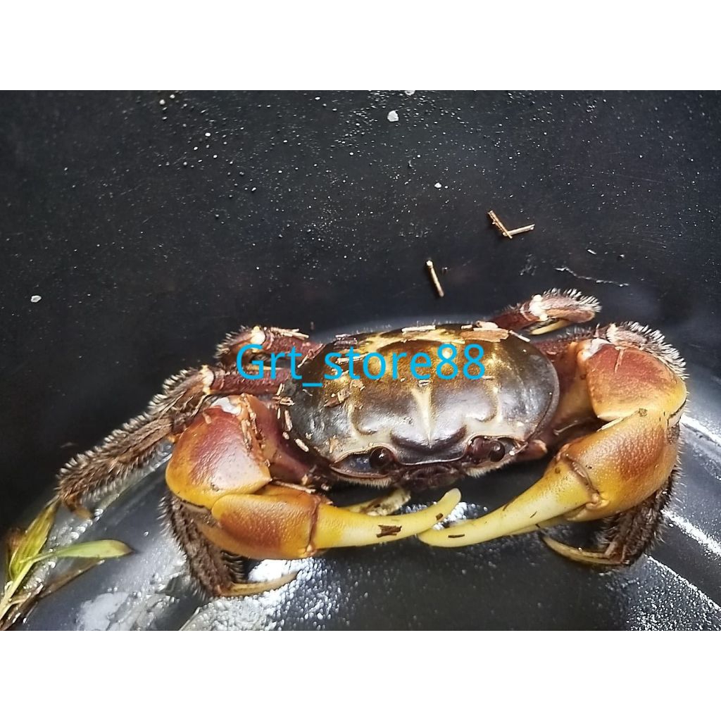 

Kepiting Hias VIP Air Tawar Aquascape, kepiting Langka
