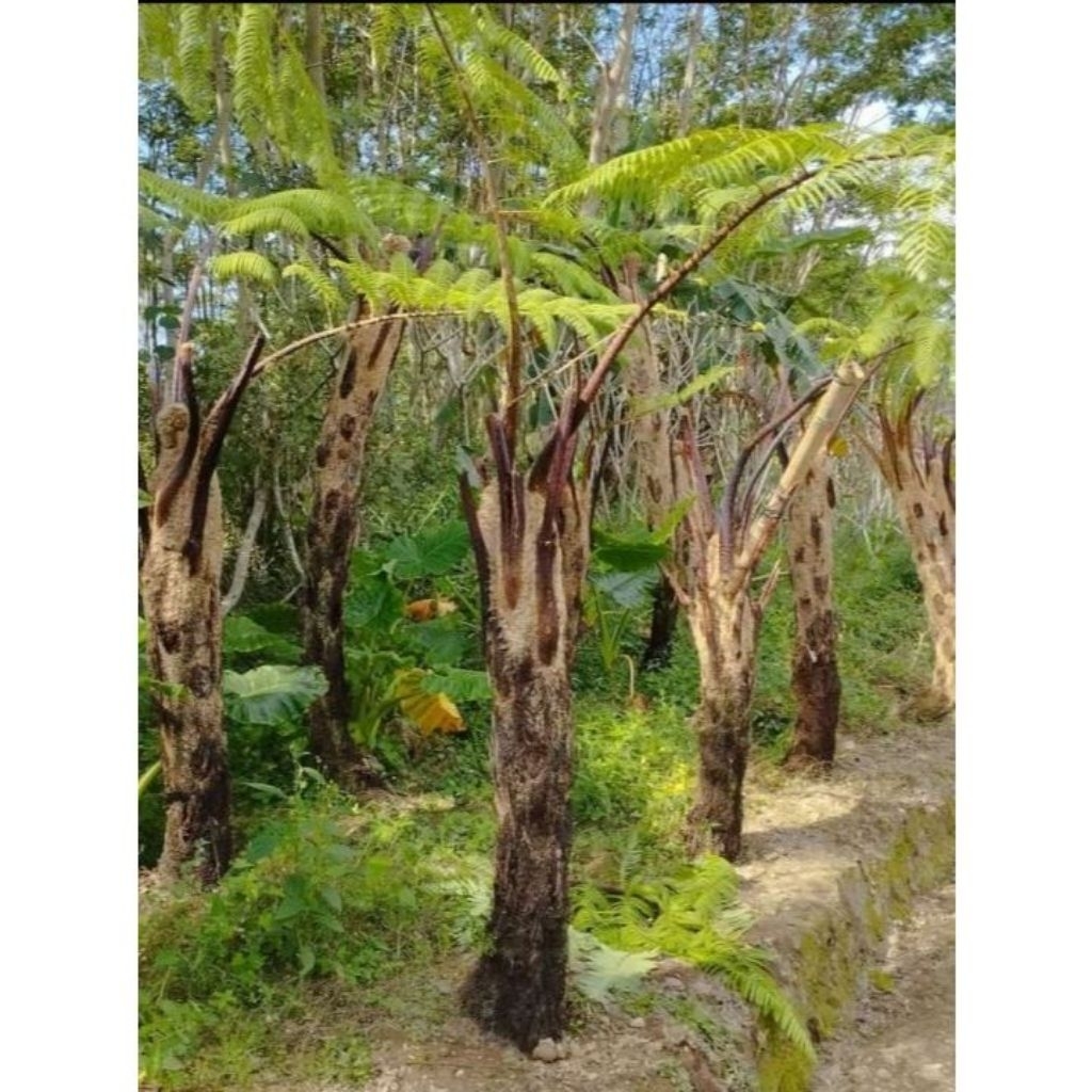 Tanaman hias pakis monyet 1 meter pakis haji