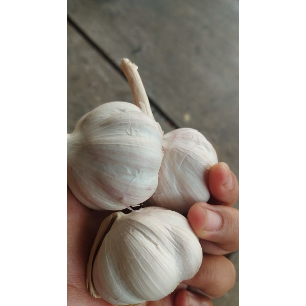

BAWANG PUTIH SINCO 1000grm