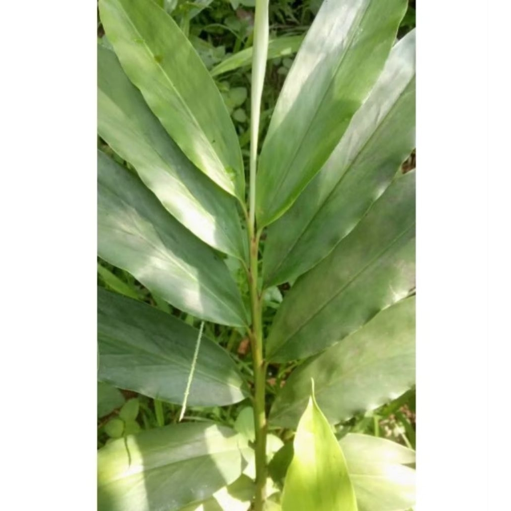 

daun walang fresh untuk masak paket 1kg