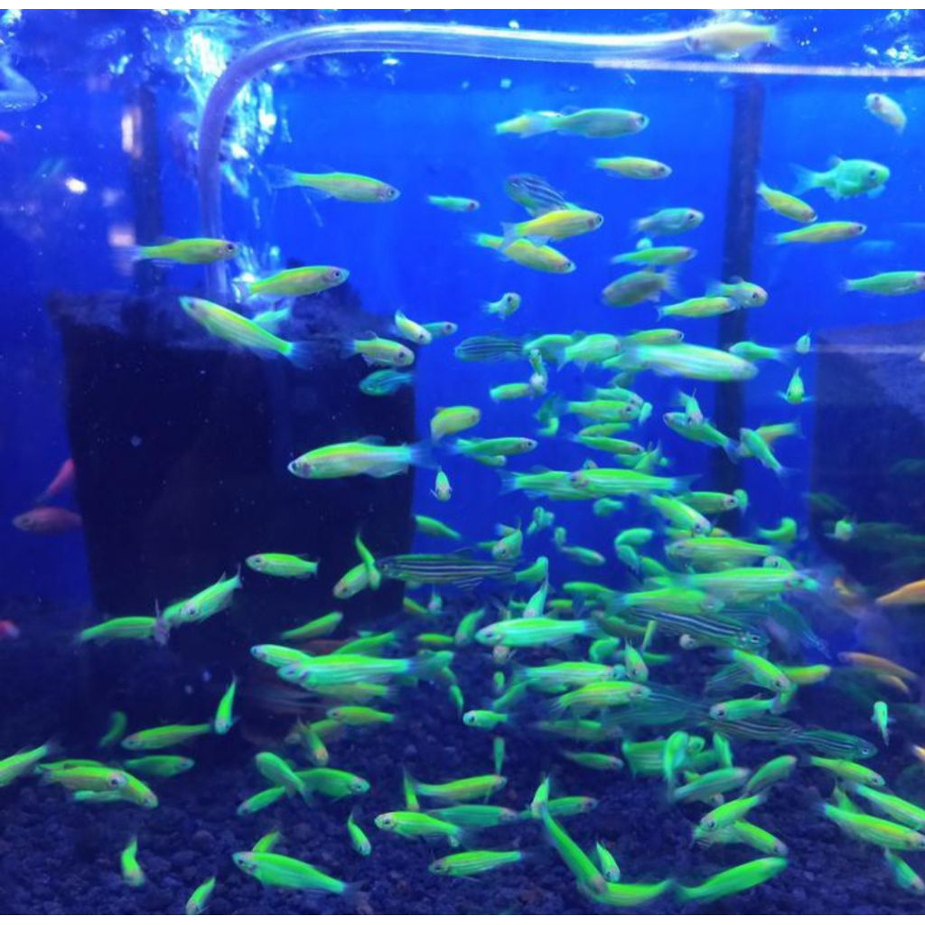 IKAN HIAS ZEBRA DANIO HIJAU SIZE +- 2,5 CM [ISI 15 EKOR]