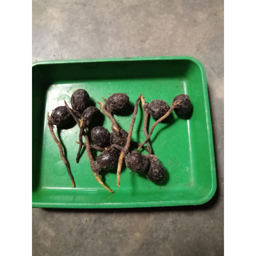 biji pala kecambah,bibit pala kecmbah,/10 biji.