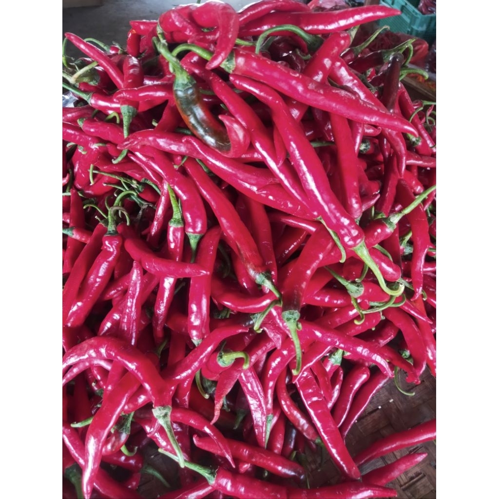 

LOMBOK MERAH BESAR