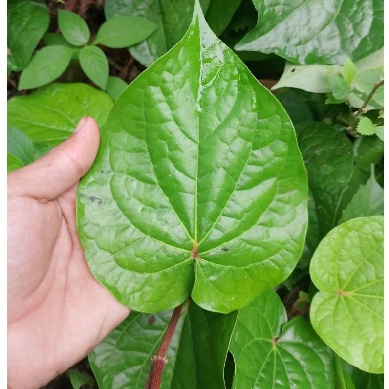 

DAUN Sirih Hijau Seger Fres 15 Lembar Daun Sirih Herbal