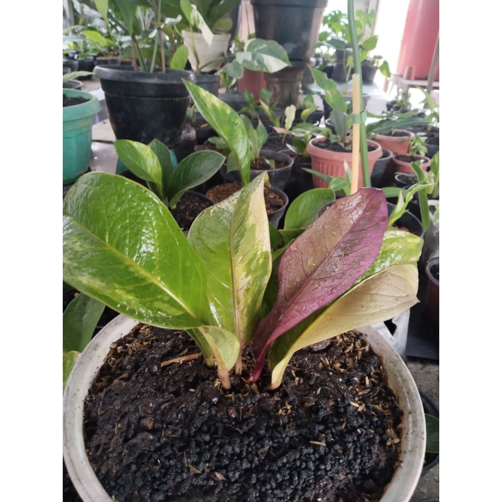 anthurium jemani twister varigata ( original ) koleksian