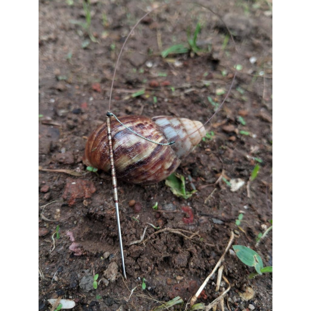 RACIK TEKUKUR MODEL BEKICOT