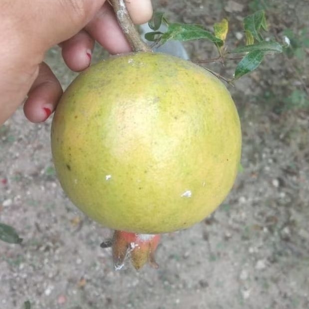 

buah delima putih jamu 500 gram