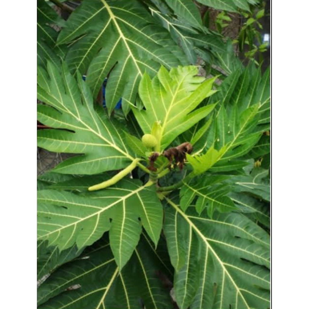 

daun sukun bisa di jadikan buat dekorasi perlembar isi 10lembar