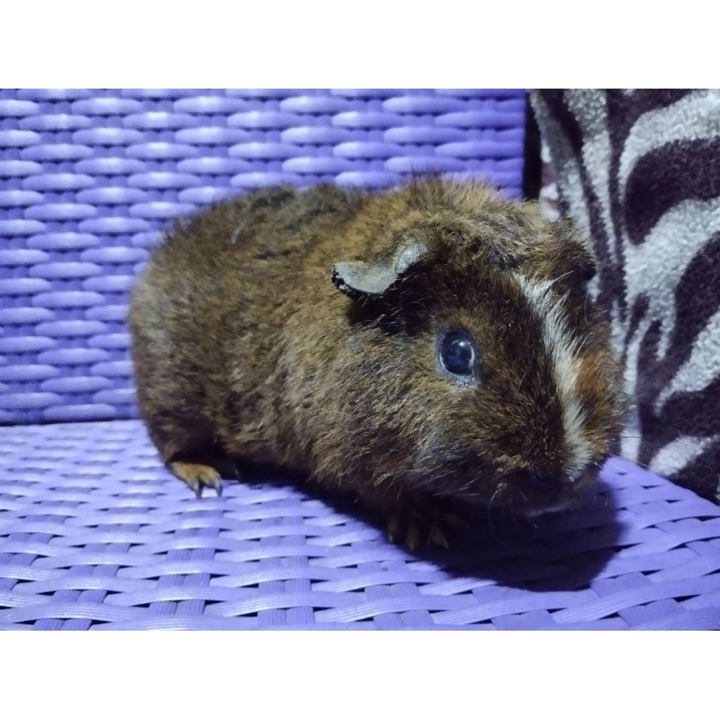Marmut Teddy Guinea Pig