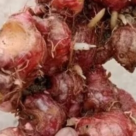 

jahe merah medan cuci 5kg