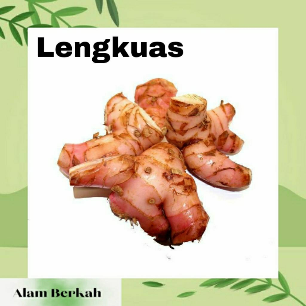 

Lengkuas / Laos Segar 1kg bumbu dapur