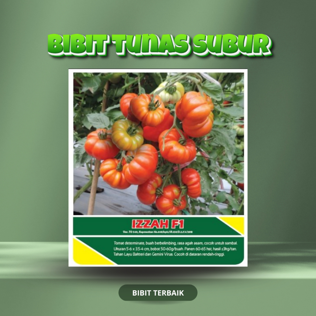 Benih Tomat Belimbing - Benih Tomat Unggul F1- Benih tomat izzah F1 Tunas Subur