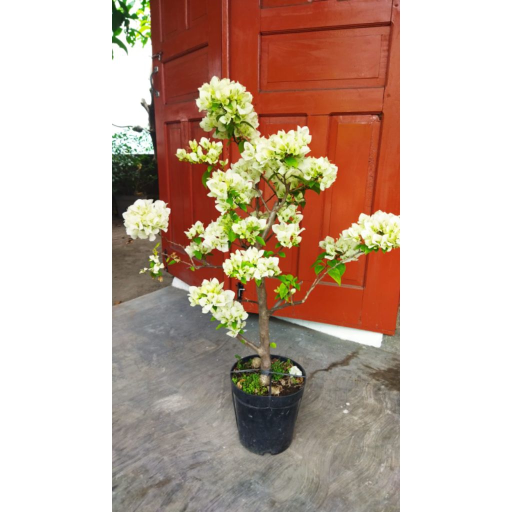 Bugenvil ekor musang putih original
