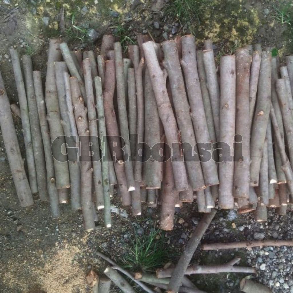 Stek Preh / Iprik 15 Batang+Bonus