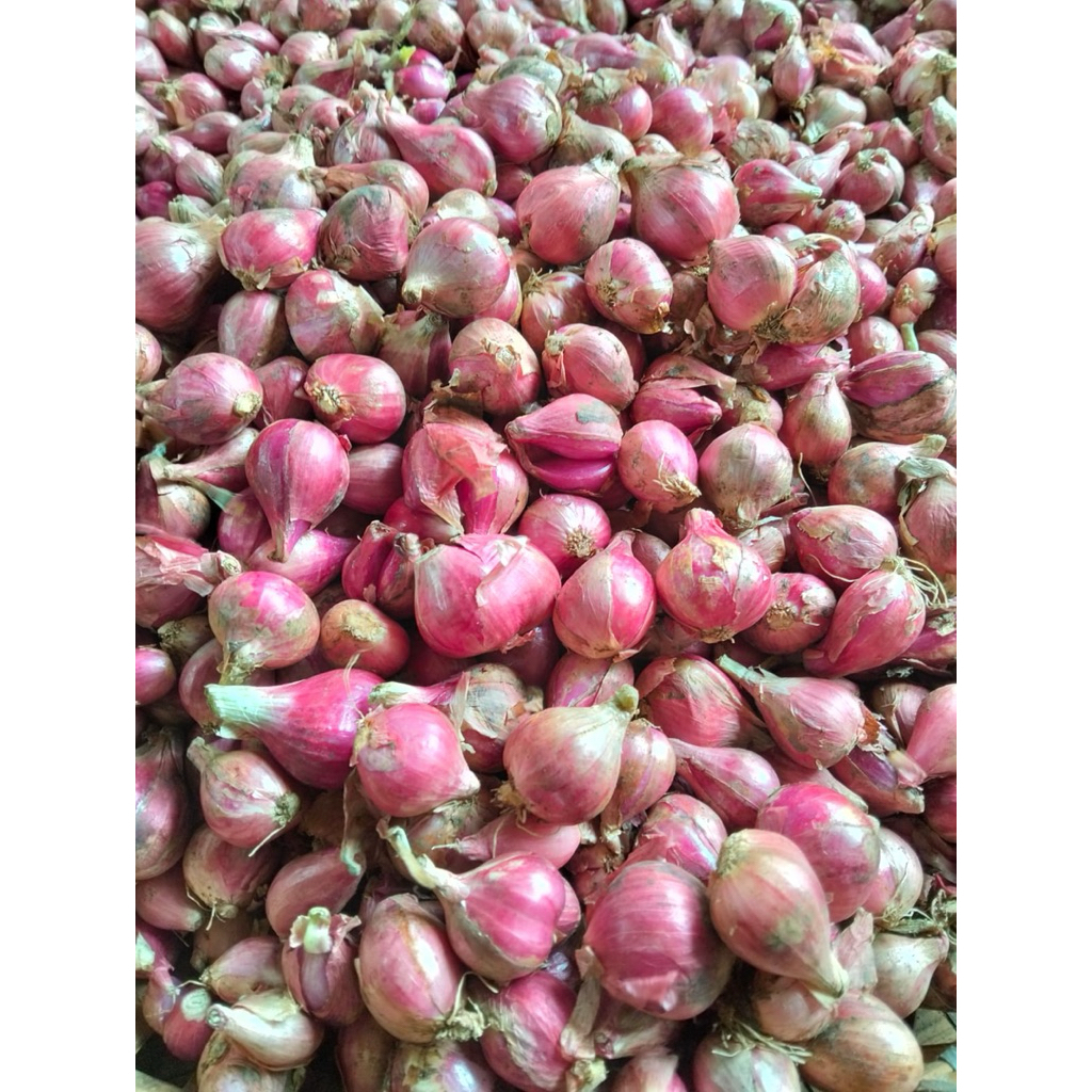 

BAWANG MERAH BREBES ASLI Promo kering Fresh hasil petani brebes