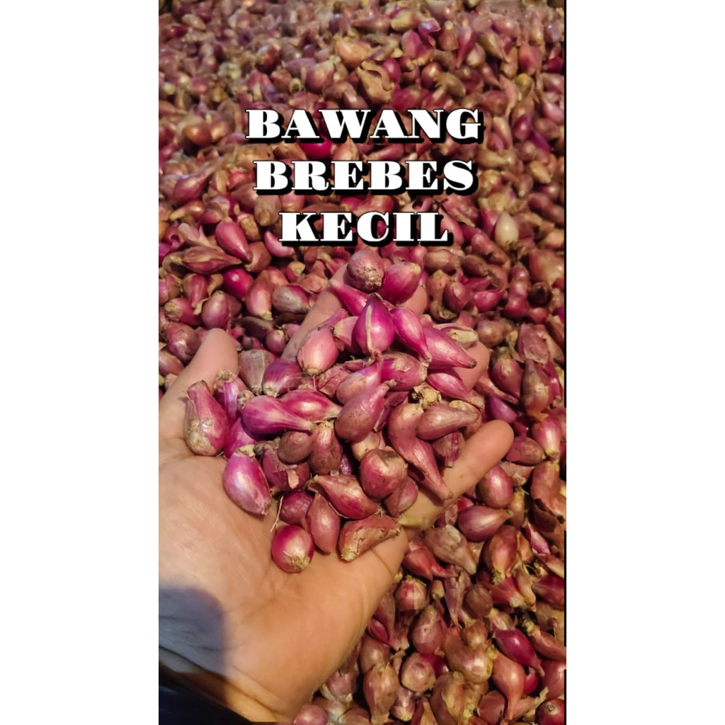 

Bawang Brebes Kecil asli dari petani 750gr Fresh kering tahan lama