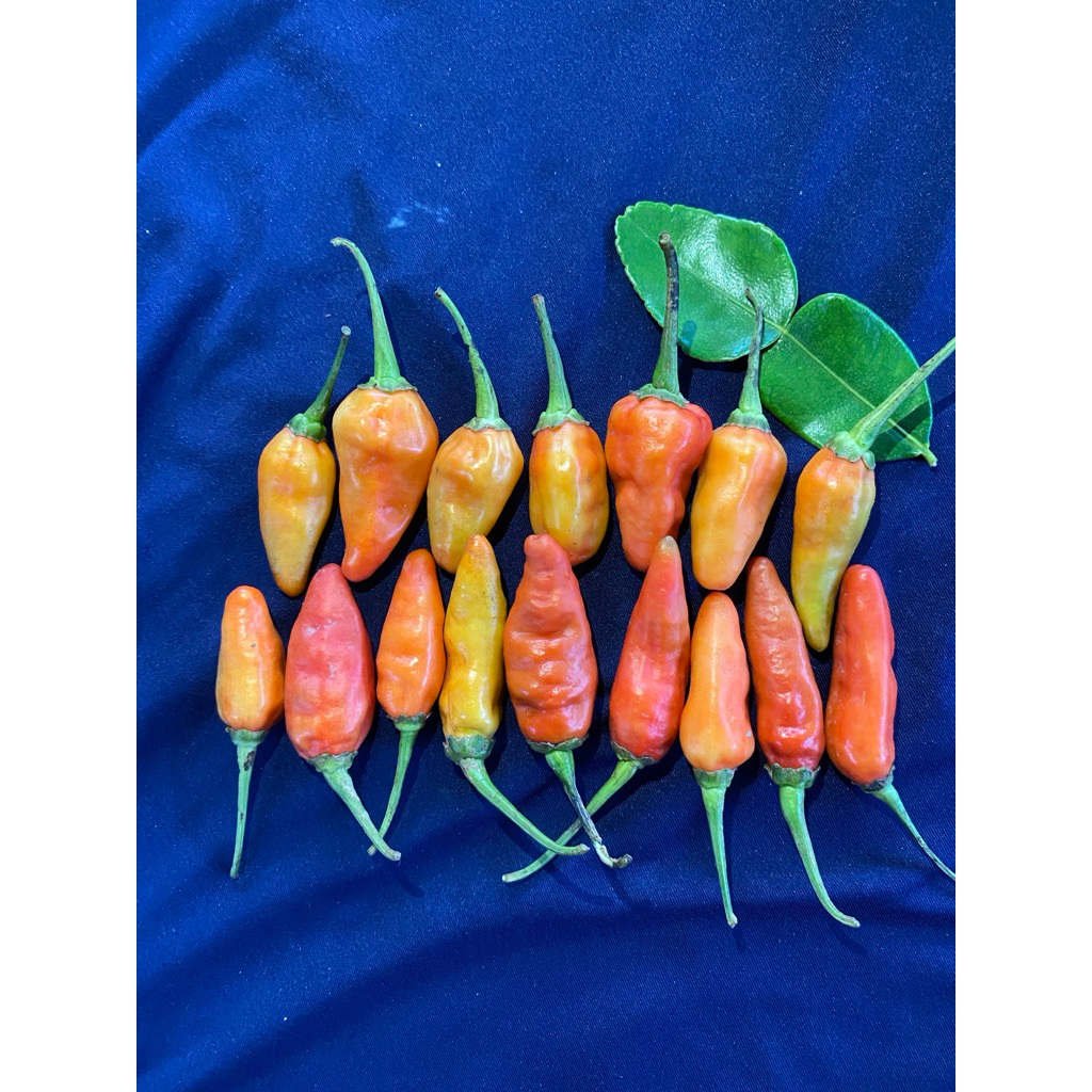 

Cabe Rawit Prentol Fresh dengan 3varian berat