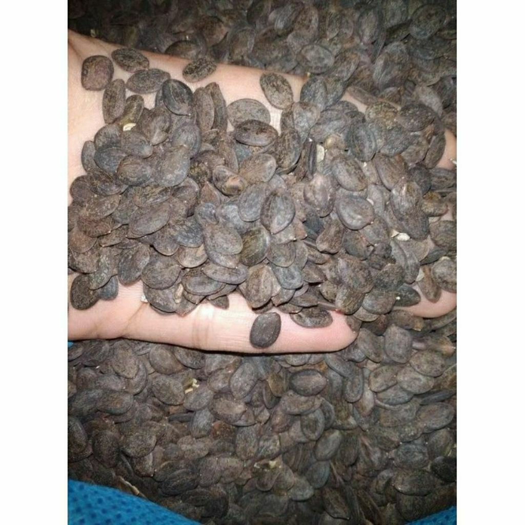 benih biji kaliandra merah