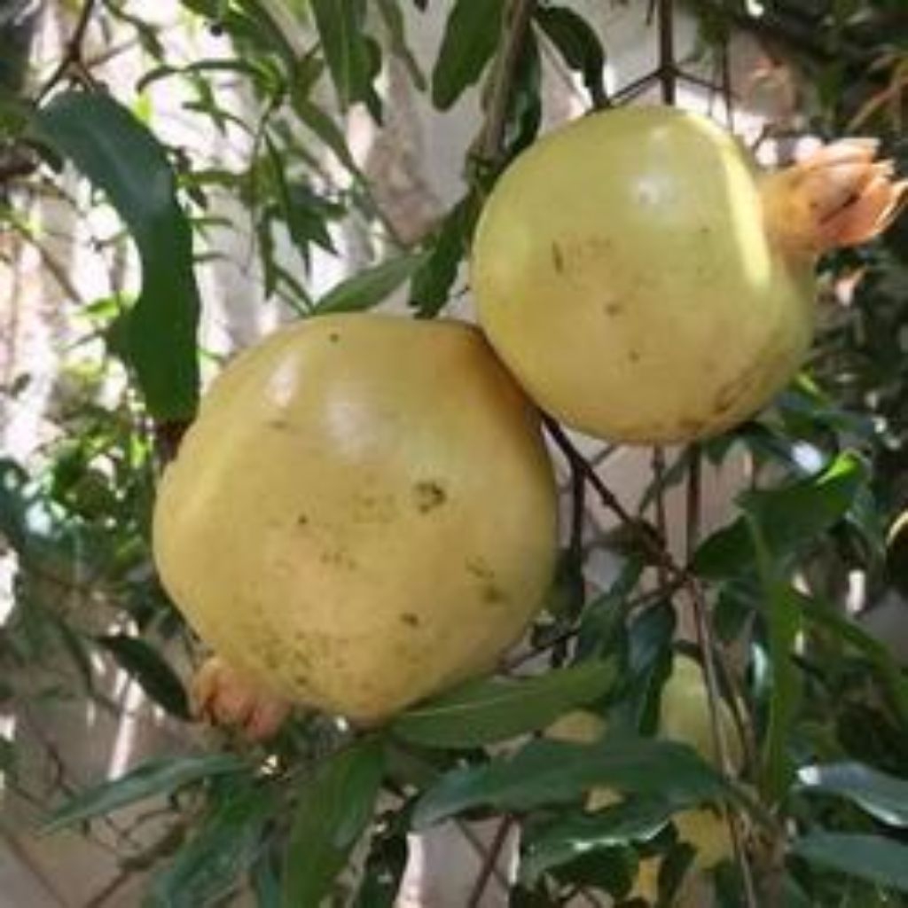 

buah delima pencil (kecil) kg
