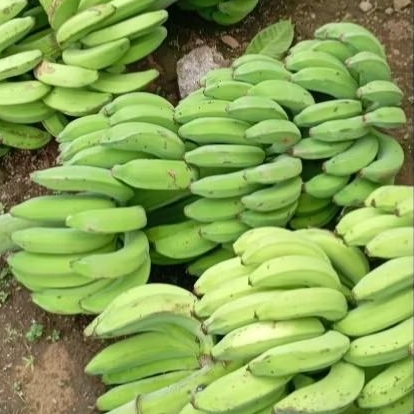 

pisang candi per sisir murah