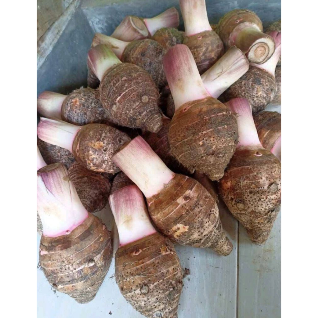 

TALAS BOGOR||TALAS PRATAMA TP2 || TALAS KETAN UNGU JUMBO & LEGIT PER KIILO GRAM