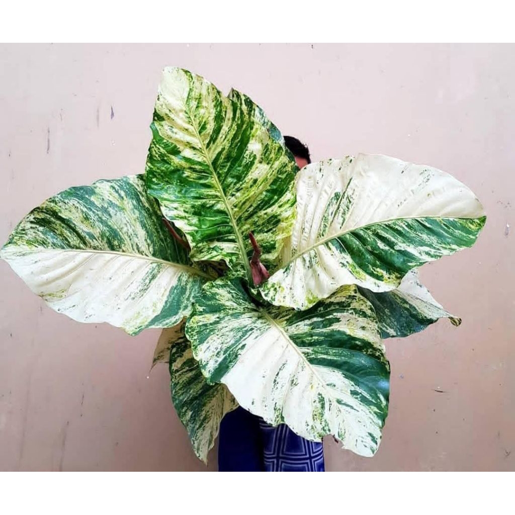 ANTHURIUM HOOKERI(VARIGATA)