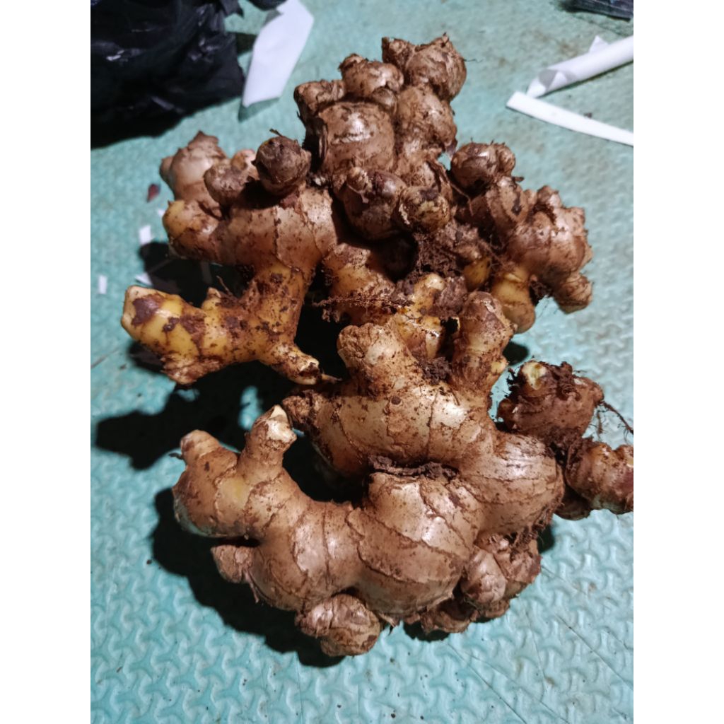 

Jahe gajah super 1kg