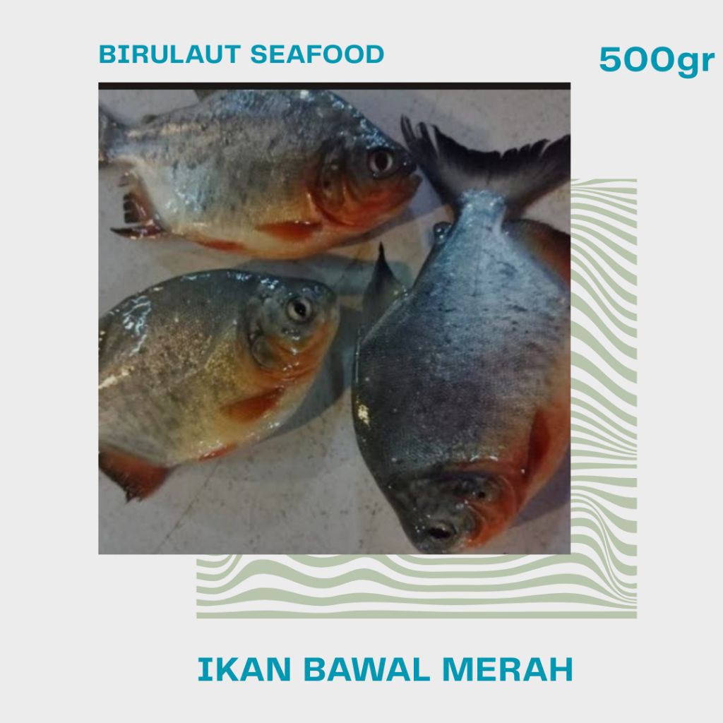 

IKAN BAWAL AIR TAWAR SEGAR 500gr